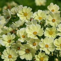 ������ �����