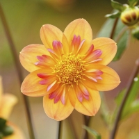 ����� ���� ����