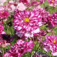 ������ �������