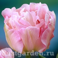 Tulipa Angelique