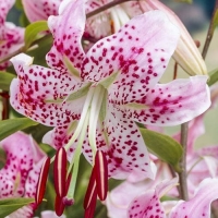 liliya-tigrovaya-speciozum-ushida_1