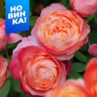 ��������� ������w