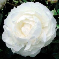 f1_7121114e-2d81-4783-9553-5048f1f6b018