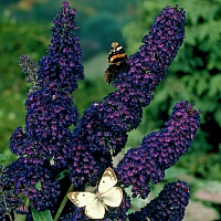 f1_b1e74be5-0071-402a-a507-b4cd3fcac177