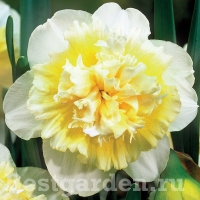 narcissus-Ice?King