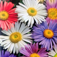 Astra-alpiyskaya-smes