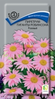 piretrum_giganti_robinsona_rozoviy