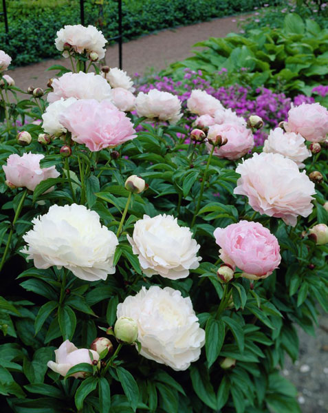 Пион Мунстоун2 Пион Мунстоун2