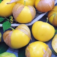 Физалис Королек Физалис Королек