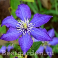 Clematis Rhapsody Clematis Rhapsody