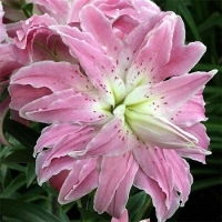 НоменклатураПрисоединенныеФайлы НоменклатураПрисоединенныеФайлы