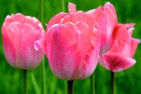 tulip-saint-petersburg