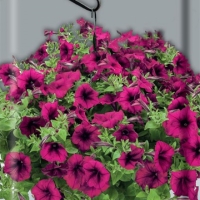 �������������������������������