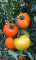 tomat-mandarinovaya-grozd