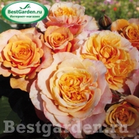 rose_orange_strauchrose_la-villa-cotta_kordes_06 rose_orange_strauchrose_la-villa-cotta_kordes_06