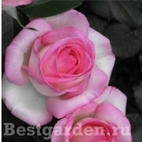 rose-princesse-de-monaco-w800-h800 rose-princesse-de-monaco-w800-h800