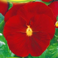 чсные кристаллы чсные кристаллы