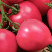 Дар заволжья Дар заволжья