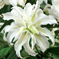 f1_8e43f079-8986-467d-b52c-a1b556259d2e f1_8e43f079-8986-467d-b52c-a1b556259d2e