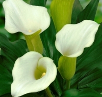 ������ �������