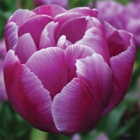 Tulip-Lilac-Perfection