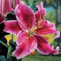 f1_1924bc3e-74d0-4be4-97b5-5a17b3389475