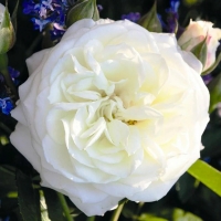 роза алабастер роза алабастер