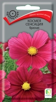 kosmeya_sensation_krasnaya