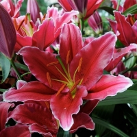 лилия чартвелл лилия чартвелл