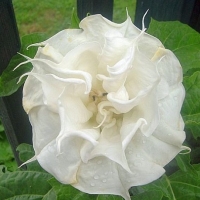 ������ ����� �������� ����