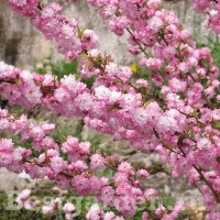 Prunus-glandulosa-Rosea-Plena