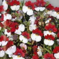 �������������������������������