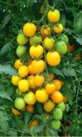 tomat-sliva-zolotaya