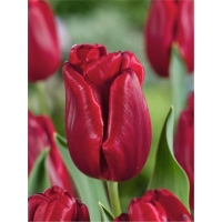 tyulpan-rubi-prints-w800-h800