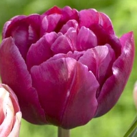Tulipa-Margarita