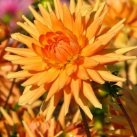 ���� �����g