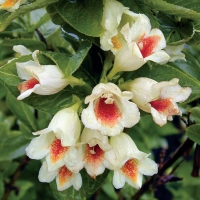 f1_1cda3b44-15ee-4c53-823b-11cb79c3a4ca