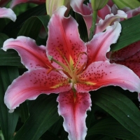 лилия аспирейшн лилия аспирейшн