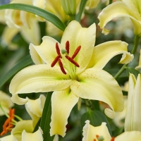 ���� ����� ej