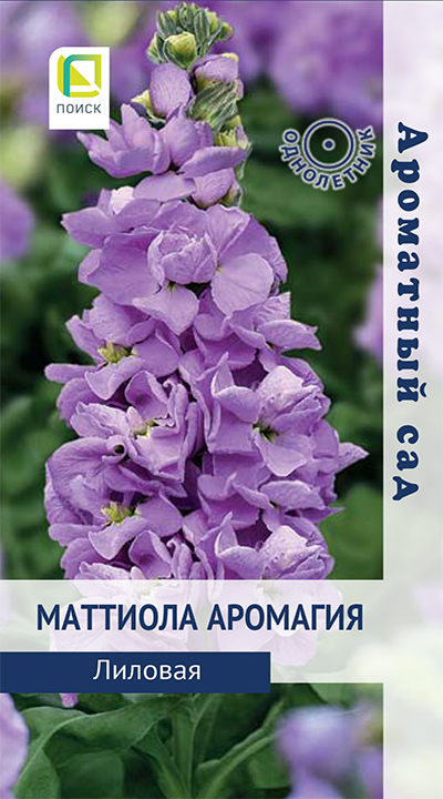 mattiola_aromagiya_lilovaya mattiola_aromagiya_lilovaya