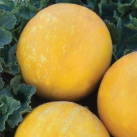 ���� ������� ���