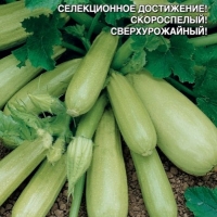 Кабачок Корнишонный цуккини Кабачок Корнишонный цуккини