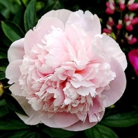 Paeonia lactiflora Marie Crousse 
