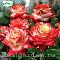 �������������������������������