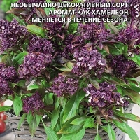 Базилик Диво Дивное Базилик Диво Дивное
