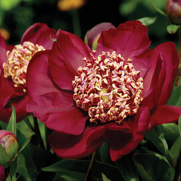 Paeonia-Nippon-Beauty1