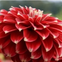 Dahlia Red Rock (2)