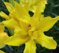 ����� �����