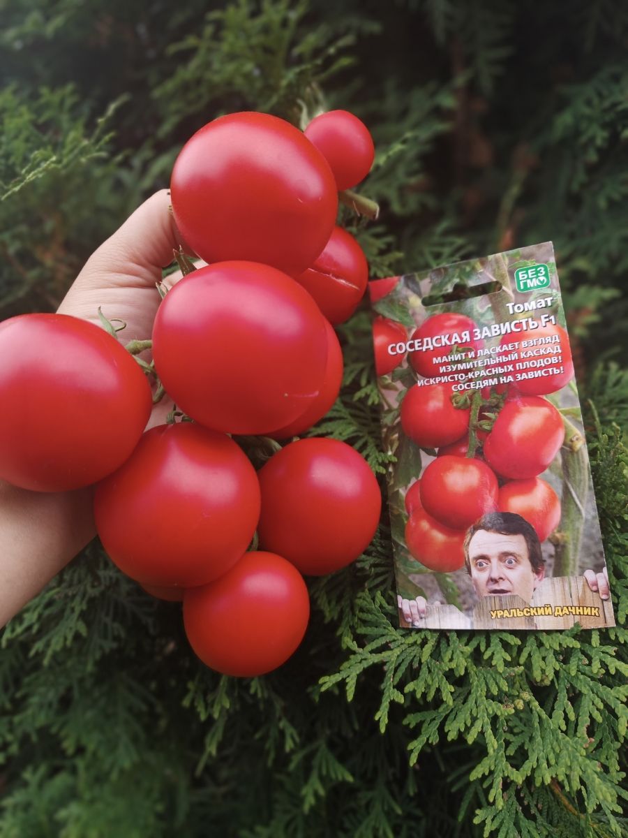 tomat-sosedskaya-zavist-f1_233101240121