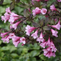 f1_4240836c-e06d-46c4-bd62-4a46e3fde845